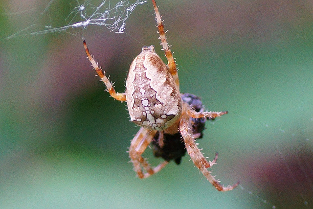 Araneus diadematus mir Beute  III