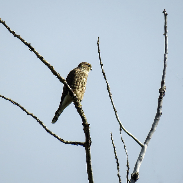 Merlin