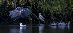 Heron with a fish