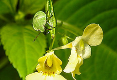 20230714 1892CPw [D~LIP] Kleinblütiges Springkraut (Impatiens parviflora), Grüne Stinkwanze [Nymphe], Bad Salzuflen