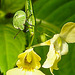 20230714 1892CPw [D~LIP] Kleinblütiges Springkraut (Impatiens parviflora), Grüne Stinkwanze [Nymphe], Bad Salzuflen
