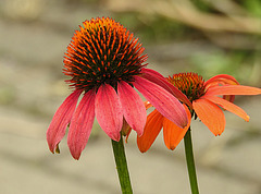 20230723 3133CPw [D~LIP] Purpur-Sonnenhut (Echinacea purpurea, UWZ, BS