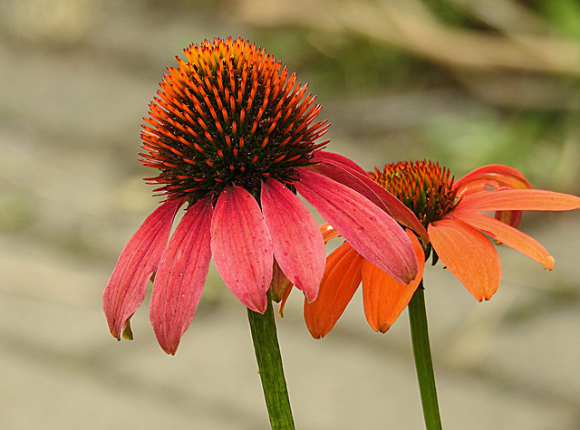 20230723 3133CPw [D~LIP] Purpur-Sonnenhut (Echinacea purpurea, UWZ, BS