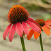 20230723 3133CPw [D~LIP] Purpur-Sonnenhut (Echinacea purpurea, UWZ, BS