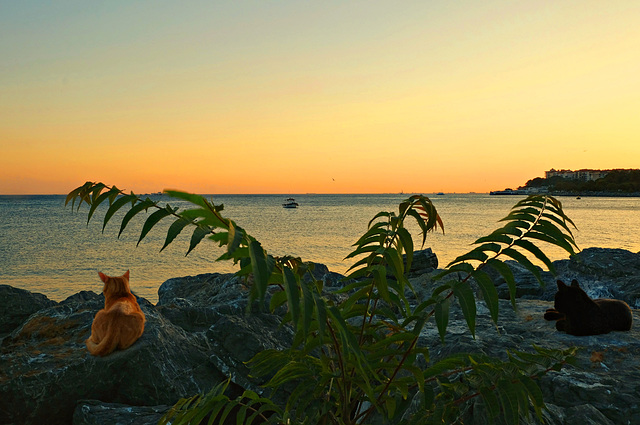 Two cats enjoying sunset!