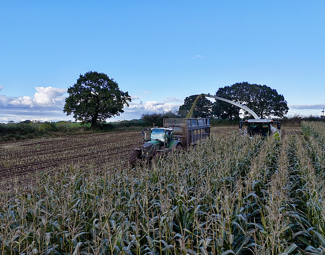 Harvesting the maize