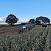 Harvesting the maize