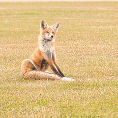 coyote- scratching