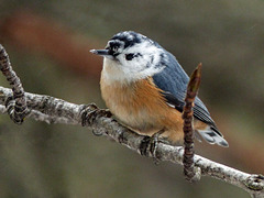 Partial Leucistic Red-breasted Nuthatch