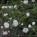 Rosa pimpinellifolia 'Double White '