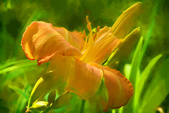 yet another daylily