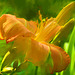 yet another daylily