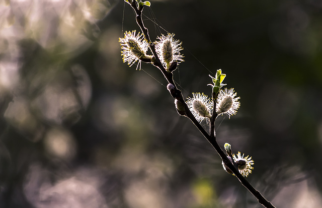 brotes de primavera en febrero