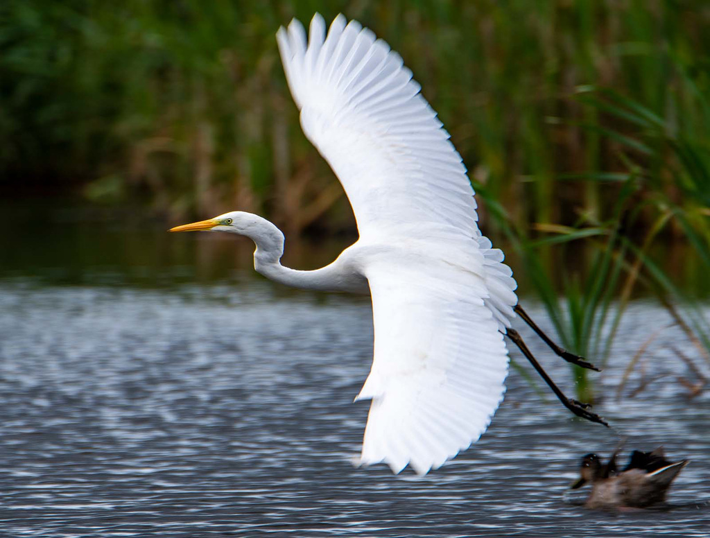 Great white egret