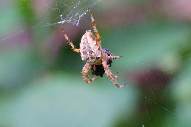 Araneus diadematus mit Beute