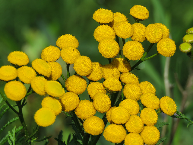 Tansy / Tanacetum vulgare