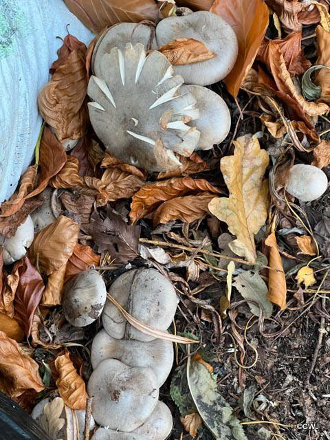 Clitocybe Nebularis