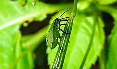 20230714 1893CPw [D~LIP] Kleinblütiges Springkraut (Impatiens parviflora), Grüne Stinkwanze [Nymphe], Bad Salzuflen