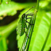 20230714 1893CPw [D~LIP] Kleinblütiges Springkraut (Impatiens parviflora), Grüne Stinkwanze [Nymphe], Bad Salzuflen
