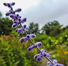 20230723 3136CPw [D~LIP] Silber-Perowskie (Perovskia atriplicifolia). UWZ, BS