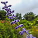 20230723 3136CPw [D~LIP] Silber-Perowskie (Perovskia atriplicifolia). UWZ, BS