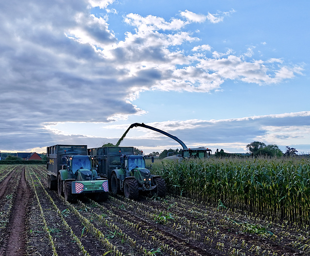 Harvesting the maize