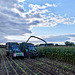 Harvesting the maize