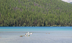 Montana Glacier NP Bowman Lake dog (#0212)