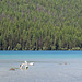 Montana Glacier NP Bowman Lake dog (#0212)