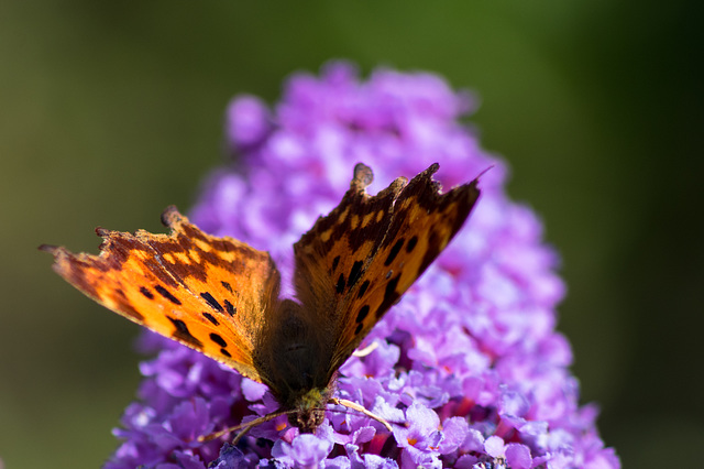 Comma Butterfly