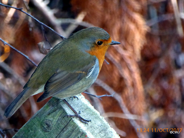 The sawhorse by the gazebo is as good a perch as any to watch the antics of the human trying to entice me onto his hand with an offering of Sainsbury's dried fruits!