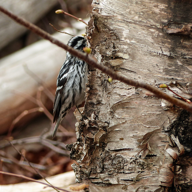 Day 9, Black and white warbler