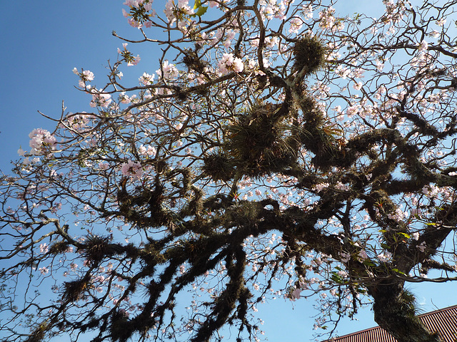 Flowering Tree