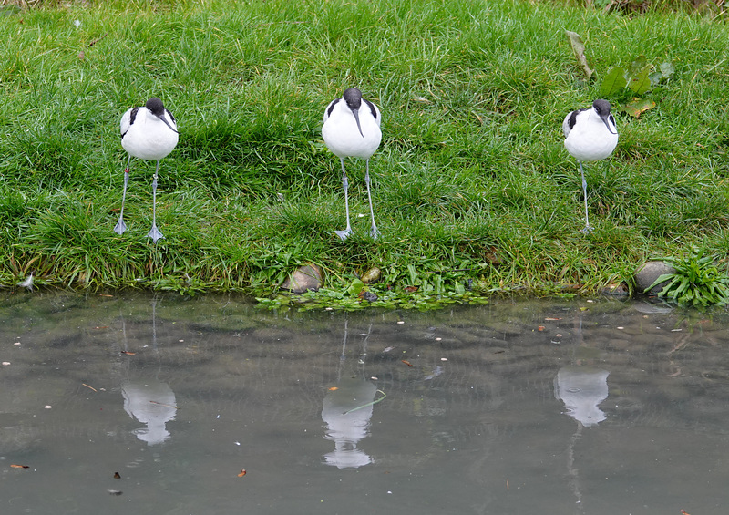 Avocet - five legs good