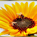 Hoverflies in sunflower. ©UdoSm