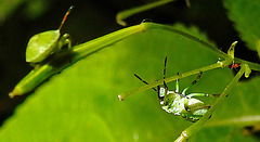 20230714 1894CPw [D~LIP] Kleinblütiges Springkraut (Impatiens parviflora), Grüne Stinkwanze [Nymphe], Bad Salzuflen