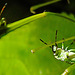 20230714 1894CPw [D~LIP] Kleinblütiges Springkraut (Impatiens parviflora), Grüne Stinkwanze [Nymphe], Bad Salzuflen