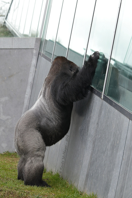 Kibo fensterlt I (Wilhelma)