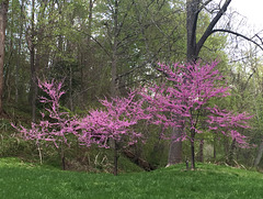 redbuds