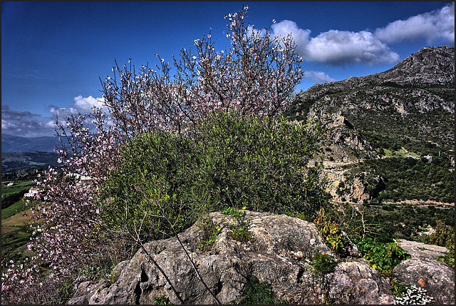 Casares