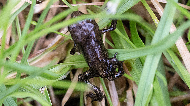 20160701 1963VRMw [D~RI] Erdkrötenbaby (Bufo bufo), Rinteln