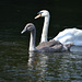 London, St.James's Park, Two Swans - Mother and Child