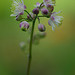 DSCF6988