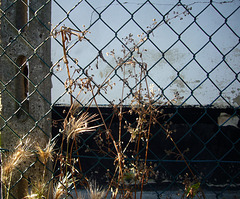 fence and wild grasses - Pip!