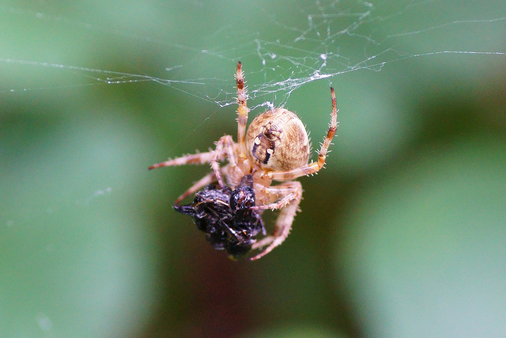 Araneus diadematus mit Beute II