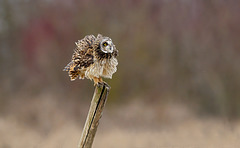 Hibou des marais se prépare avant de chasser !