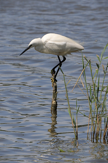 EOS 90D Peter Harriman 12 30 25 95416 littleEgret dpp