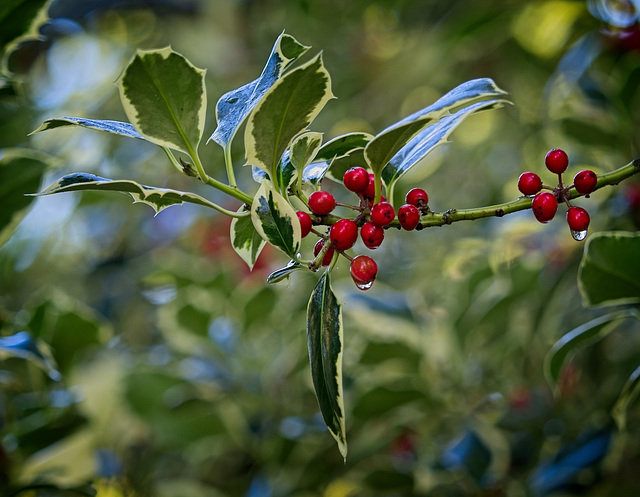 Variegated Holly & Red Berries