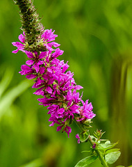 20230723 3139CPw [D~LIP] Blutweiderich (Lythrum salicaria), UWZ, BS