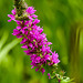 20230723 3139CPw [D~LIP] Blutweiderich (Lythrum salicaria), UWZ, BS